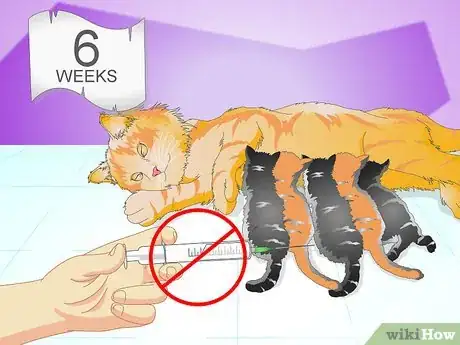 Imagen titulada Vaccinate a Kitten Step 1