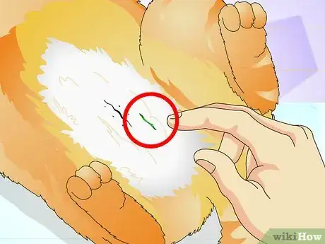 Imagen titulada Tell if a Cat Is Spayed Step 3