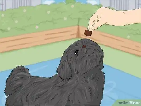 Imagen titulada Take Care of a Shih Tzu Step 5