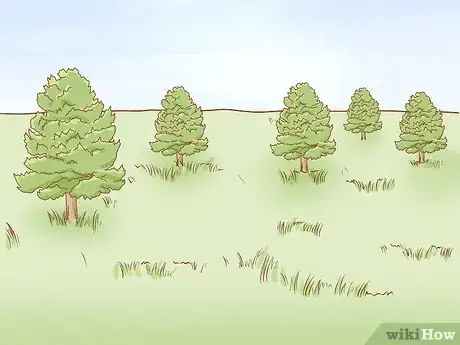 Imagen titulada Identify Cedar Trees Step 13