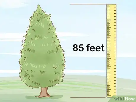 Imagen titulada Identify Cedar Trees Step 16