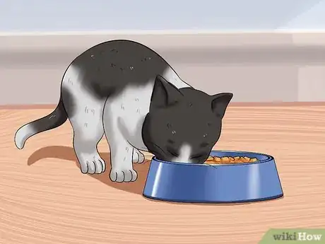 Imagen titulada Raise a Kitten Step 9