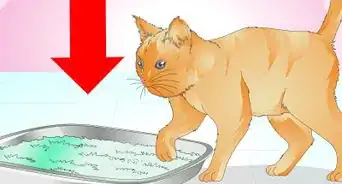 evitar que los gatos miccionen en las plantas de casa