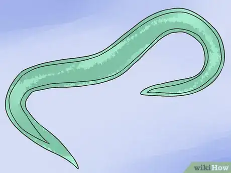 Imagen titulada Eliminate a Flea Infestation in Your Home Step 15