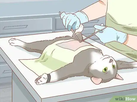 Imagen titulada Diagnose and Treat Hernias in Cats Step 5