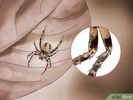 Imagen titulada Identify a Barn Spider Step 3
