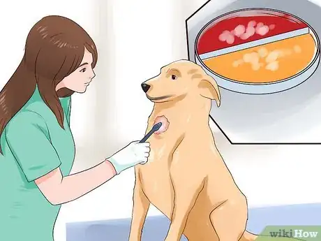 Imagen titulada Check a Dog for Ringworm Step 9