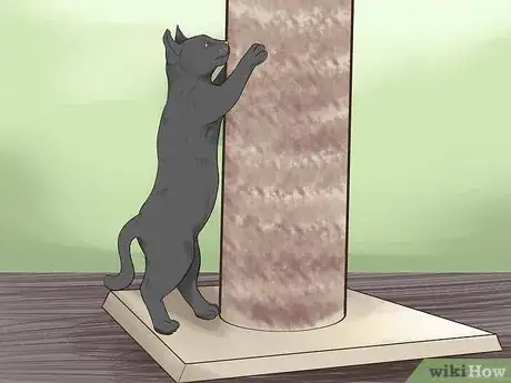 Imagen titulada Adopt a Kitten Step 9