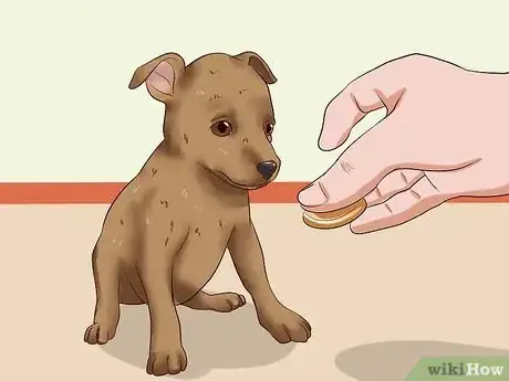 Imagen titulada Care for a Miniature Pinscher Step 6
