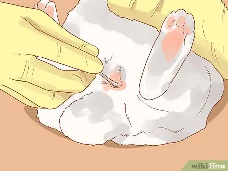 Imagen titulada Stop a Rabbit from Smelling Step 4