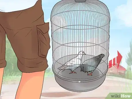 Imagen titulada Catch Pigeons Step 18