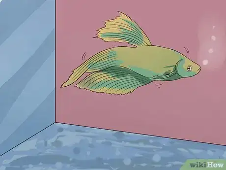 Imagen titulada Tell if a Betta Fish Is Sick Step 7