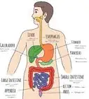 dibujar un modelo del sistema digestivo