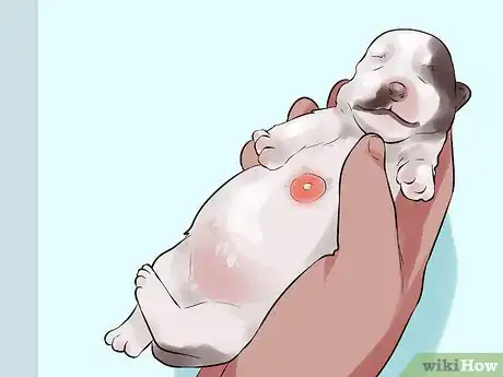 Imagen titulada Deal with Abscesses on Newly Born Puppies Step 2