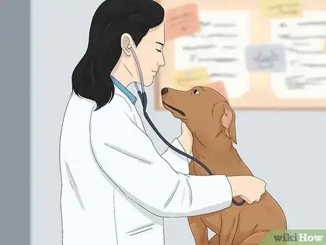 Imagen titulada Treat Fever in Dogs Step 11