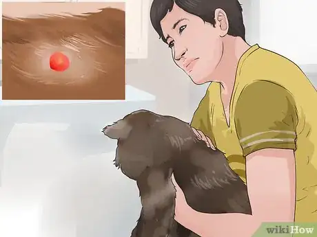 Imagen titulada Diagnose and Treat Blood Blisters in Cats Step 1