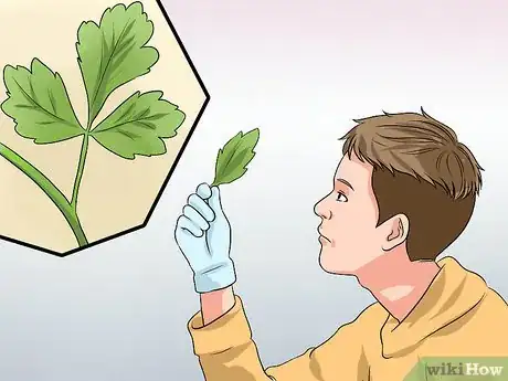 Imagen titulada Identify Poison Oak Step 3