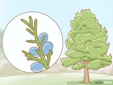 Imagen titulada Identify Cedar Trees Step 11