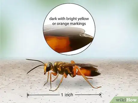 Imagen titulada Identify Wasps Step 9