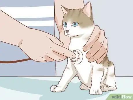 Imagen titulada Diagnose and Treat Hernias in Cats Step 2