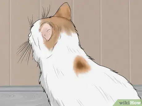 Imagen titulada Identify a Turkish Van Step 4