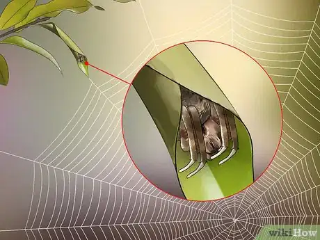 Imagen titulada Identify a Barn Spider Step 8