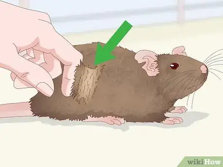 Imagen titulada Spot Signs of Illness in Rats Step 6
