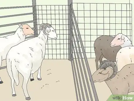 Imagen titulada Breed Sheep Step 10