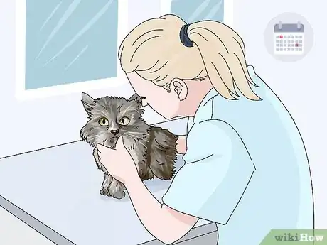 Imagen titulada Diagnose and Treat Benign Tumors in Cats Step 1