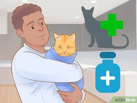 Imagen titulada Identify and Treat Liver Shunts in Cats Step 10