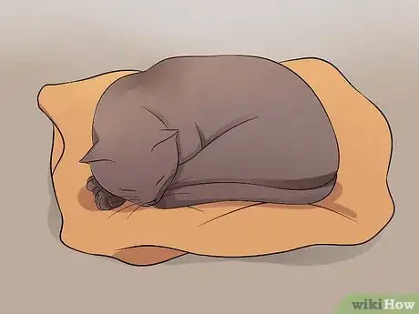 Imagen titulada Help Your Depressed Cat Step 10