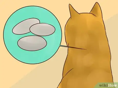 Imagen titulada Treat Lice in Cats Step 3