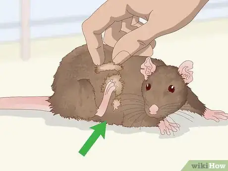 Imagen titulada Spot Signs of Illness in Rats Step 4