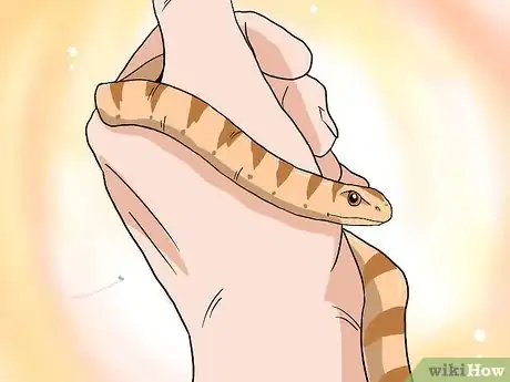 Imagen titulada Choose Your First Pet Snake Step 11Bullet1