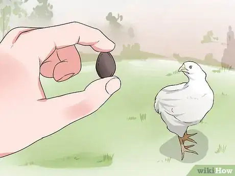 Imagen titulada Train Chickens to Return to Their Coop Step 6
