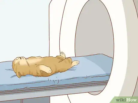 Imagen titulada Diagnose and Treat Hernias in Cats Step 3