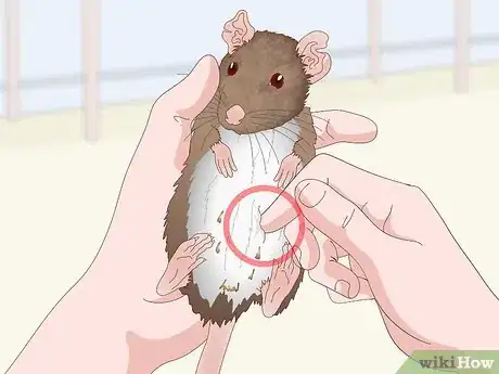 Imagen titulada Spot Signs of Illness in Rats Step 9
