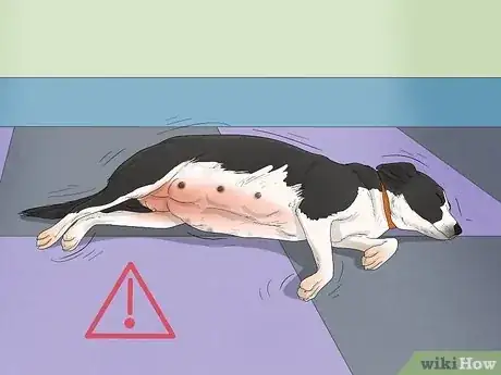 Imagen titulada Handle a Mother Dog Refusing to Stay with Her Puppies Step 7