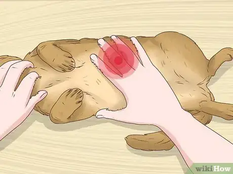 Imagen titulada Help a Cat Cough Up a Hairball Step 9