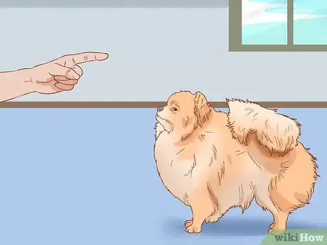 Imagen titulada Take Care of a Pomeranian Step 1