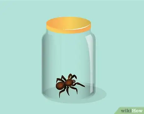 Imagen titulada Catch a Spider Step 16