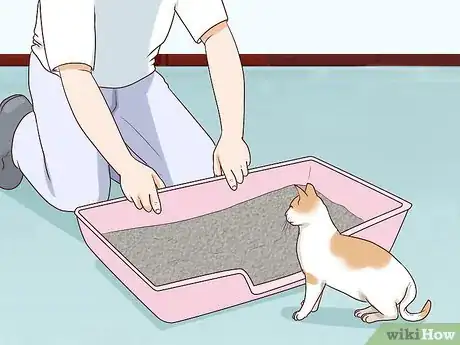Imagen titulada Deal with a Paralyzed Cat Step 9