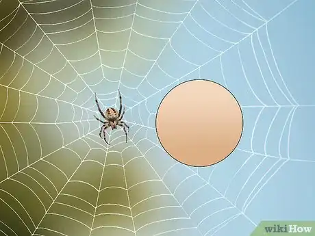 Imagen titulada Identify a Barn Spider Step 2