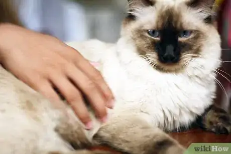 Imagen titulada Help a Sick Cat Step 1