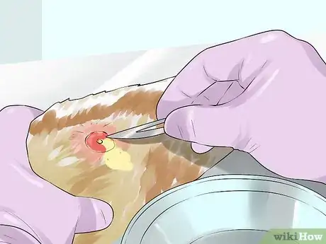 Imagen titulada Deal with Abscesses on Newly Born Puppies Step 5
