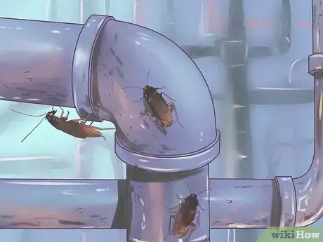 Imagen titulada Identify a Cockroach Step 17