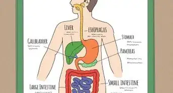 dibujar un modelo del sistema digestivo