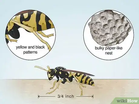 Imagen titulada Identify Wasps Step 2