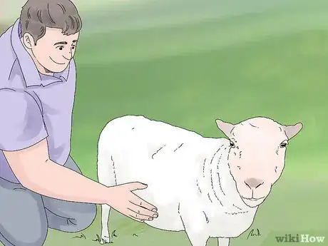 Imagen titulada Breed Sheep Step 12