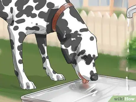 Imagen titulada Care for a Dalmatian Step 3